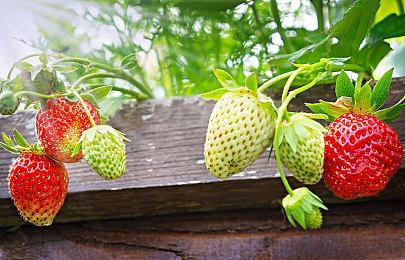 《异度神剑X终极版》基于欧美版开发审查严格 女主胸部大小调整被阉割